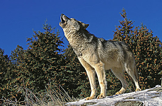 北美,灰狼,狼,成年,叫喊,岩石上,加拿大
