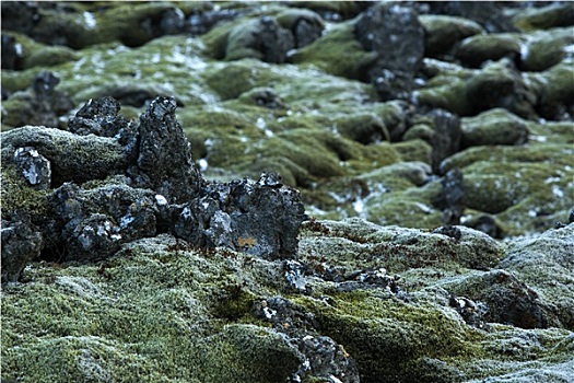 特写,苔藓,火山岩,冰岛