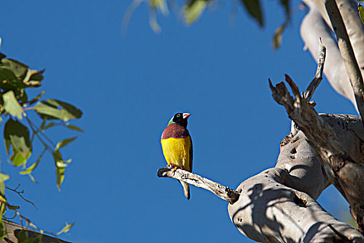 雀,北领地州,澳大利亚