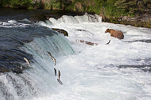 大灰熊,棕熊,捕鱼,红大马哈鱼,红鲑鱼,跳跃,向上,瀑布,溪流,卡特麦国家公园,阿拉斯加