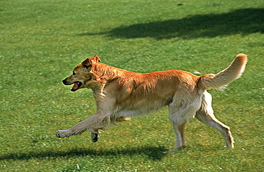 狗,成年,跑,草地
