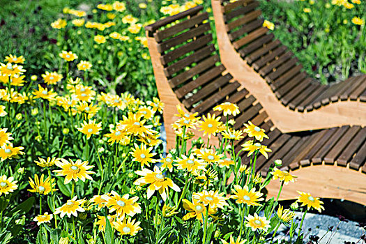 黄花,木质,折叠躺椅,背景
