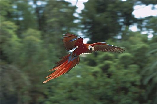 绯红金刚鹦鹉,飞,南美