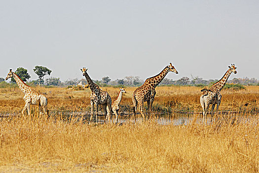 塔,长颈鹿,站在水中,博茨瓦纳