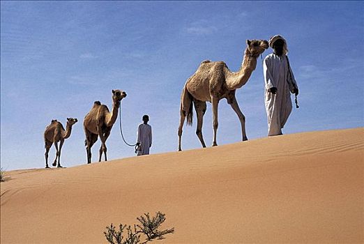 阿曼,区域,沙尔基亚区,沙丘,驼队,沙漠,沙子,贝多因人,骆驼,哺乳动物,阿拉伯,阿拉伯半岛,动物,人