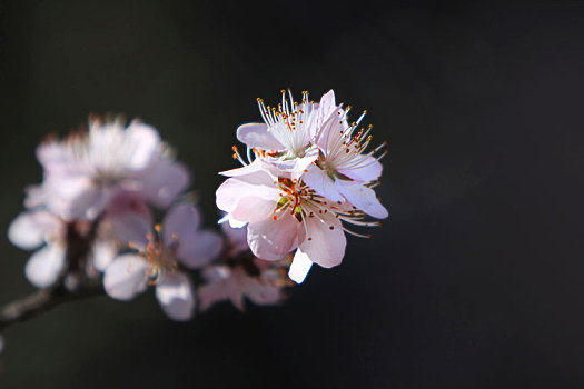 春天里盛开着的美丽的山桃花