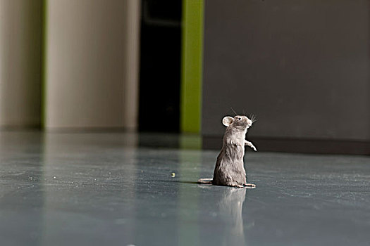 老鼠,地面
