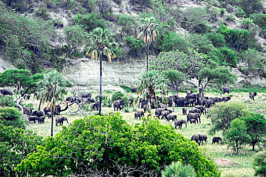大象,牧群,东非,坦桑尼亚