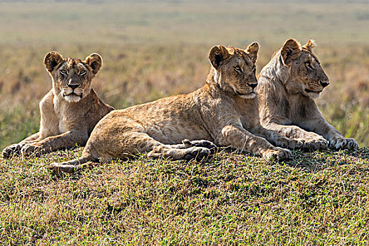 肯尼亚,马赛马拉,休息,远眺,马赛马拉国家保护区