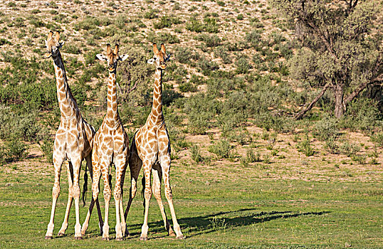 三个,南方,长颈鹿,雄性,争斗,下雨,季节,绿色,环境,卡拉哈里沙漠,卡拉哈迪大羚羊国家公园,南非,非洲