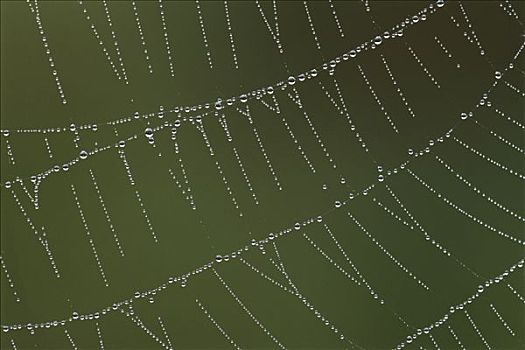 蜘蛛网,遮盖,露珠,瑞士