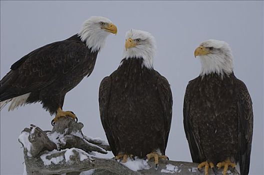 三个,白头鹰,海雕属,雕,栖息,本垒打,阿拉斯加,美国
