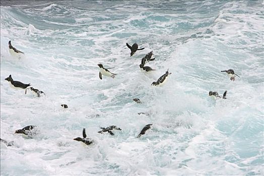 凤冠企鹅,南跳岩企鹅,海浪,尝试,乘坐,岸边,福克兰群岛