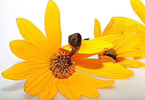 爬在黄色菊花花瓣上吮吸花蕊的小蜗牛