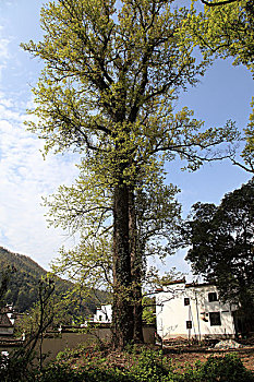 安徽黟县西递,石城