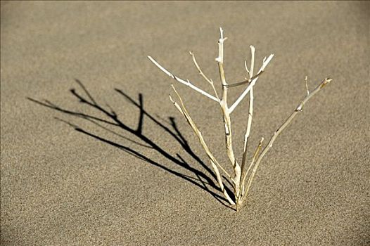 干燥,灌木,沙子,戈壁沙漠,国家公园,蒙古