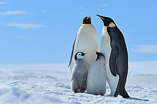 成年,帝企鹅,雪丘岛,南极半岛,南极