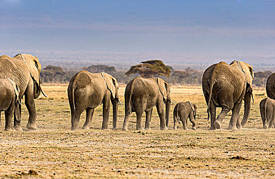 非洲草原非洲象