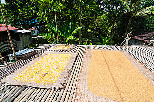 干燥,玉米,马来西亚,婆罗洲