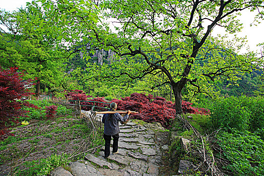 余姚大岚,丹山赤水,柿林村,茶场等