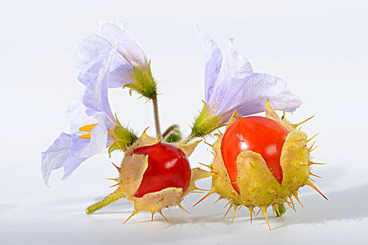 荔枝,西红柿,花,茄属植物