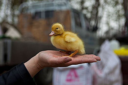 雏鸭,生命,柔弱,弱小,可爱,孵化