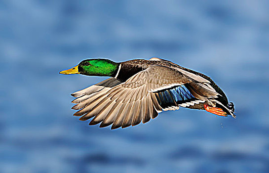 雄性,野鸭,飞行,泻湖,靠近,维多利亚,加拿大