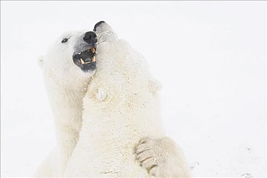 北极熊,争执,丘吉尔市,曼尼托巴,加拿大