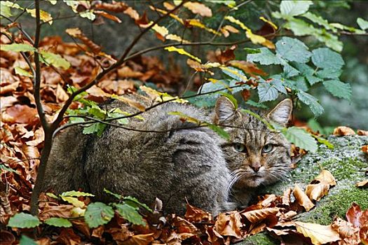 欧洲,野猫科动物,斑貓,户外,围挡,巴伐利亚森林,德国