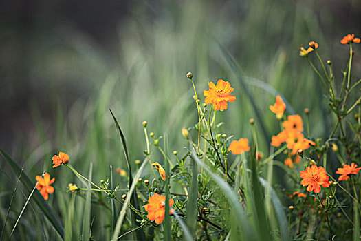 湿地公园植物与花卉