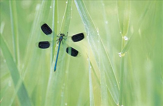 昆虫,蓝色,蜻蜓,色蟌属,青草,动物