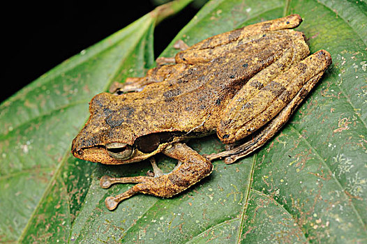 树蛙,丹浓谷保护区,婆罗洲,马来西亚