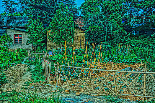竹篱笆,栅栏,树,绿色植物,菜,蔬菜
