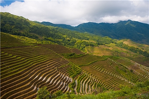 山,稻米梯田,龙