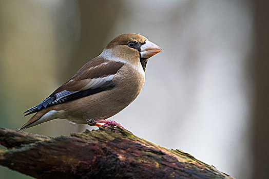 蜡嘴鸟,锡嘴雀,雌性,坐在树上,下萨克森,德国,欧洲