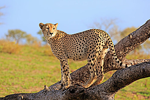 印度豹,猎豹,成年,雄性,站立,树,向外看,沙子,禁猎区,克鲁格国家公园,南非,非洲
