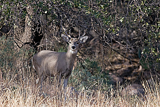 白尾鹿,公鹿,影子,边缘,树林,亚利桑那州南部