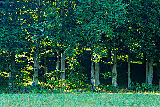 木头,草地,巴伐利亚,德国