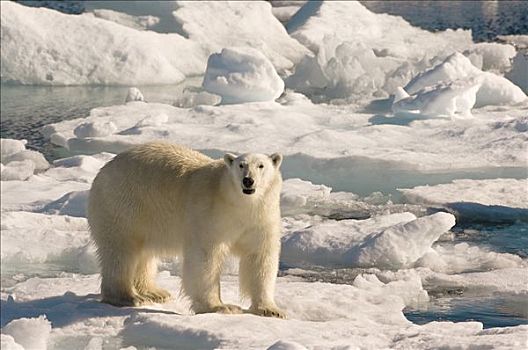 北极熊,漂浮,冰,拉布拉多海,拉布拉多犬,加拿大,北美