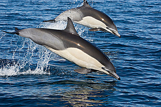 真海豚,海豚,一对,跳跃,圣地亚哥,加利福尼亚