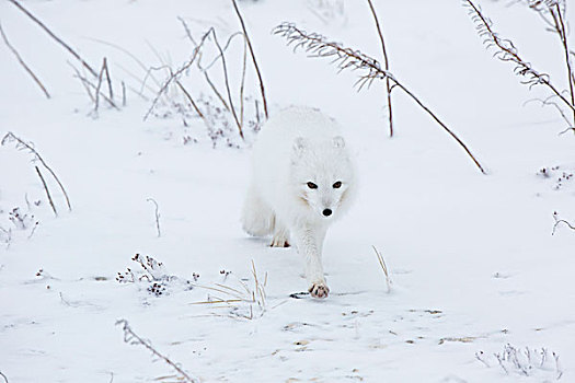 北极狐,冬天,野生动物,管理,区域,丘吉尔市