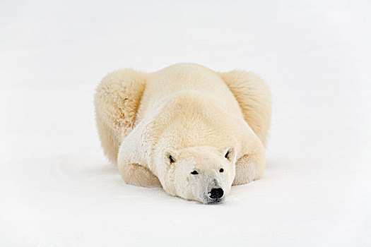 北极熊,打盹,冰