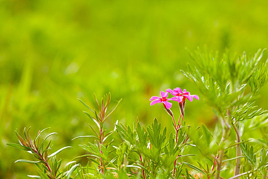 小春天的小花小草