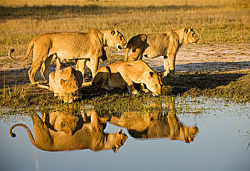 几个,雌狮,喝,晚间,亮光,水坑,马瑞米国家公园,莫勒米野生动植物保护区,奥卡万戈三角洲,博茨瓦纳,非洲
