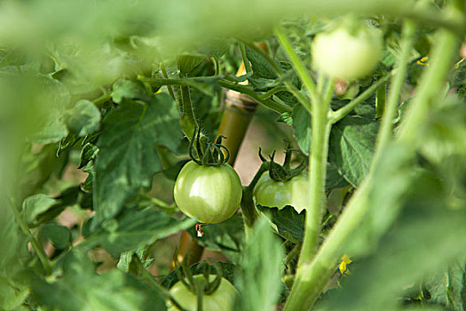 成长中的西红柿