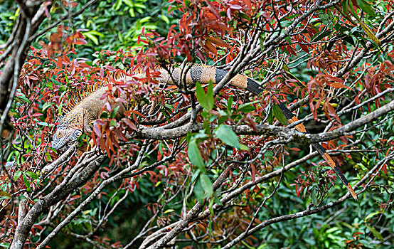 绿鬣蜥,树上,哥斯达黎加,中美洲
