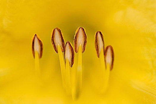 杂交品种,黄花菜,雄蕊,花蕊,花丝,路易斯维尔,肯塔基