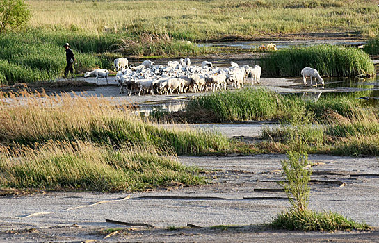 河畔的羊群