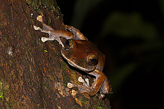 马达加斯加,青蛙,国家公园,东北方,非洲