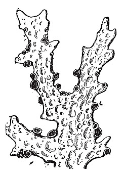 石头,绿色,黄色,橙色,黑色未知,蘑菇,新,南,澳大利亚紫色,菌类,插画